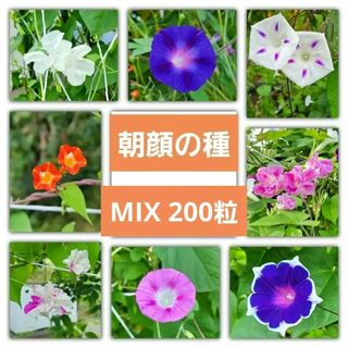 【200粒以上！】朝顔の種 ミックス(その他)