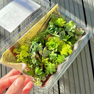 多肉植物　カット苗　寄せ植え　名前一覧付き(その他)