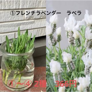 無農薬　フレンチラベンダー　カット苗　５本＋α×２種　挿し穂 ①〜④ 2種(その他)