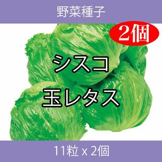 野菜種子 TVA06 シスコ玉レタス 11粒 x 2個(野菜)