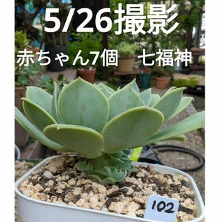 102♥赤ちゃん7個七福神♥　根あり　多肉植物