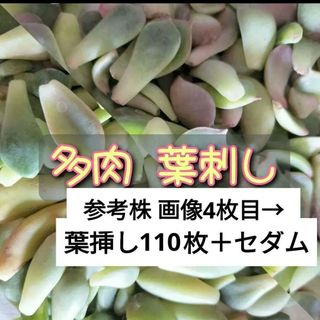 多肉 植物 葉刺し 110枚セット 韓国苗 普及種 混合 初心者にもおすすめ(その他)