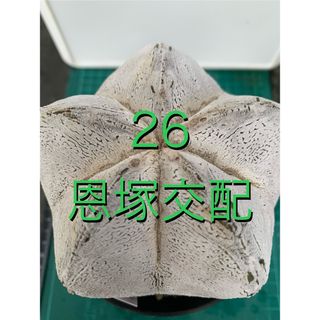 27 恩塚ランポー玉交配種　鉢付(プランター)