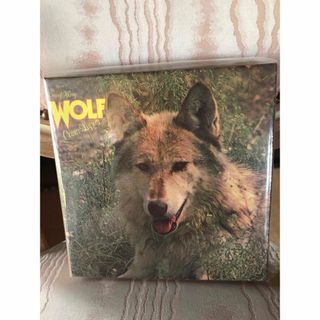 DARRYL WAYS WOLF デスクユニオン特典BOX