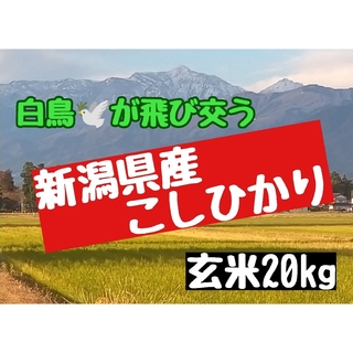 農家直送  新潟県産コシヒカリ玄米20㎏(令和5年産)