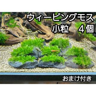 ADA ウィーピングモス　黒溶岩石4個(小粒)　おまけ付き