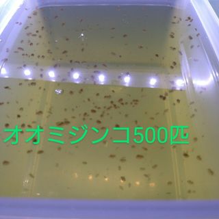 オオミジンコ500匹程度。(アクアリウム)