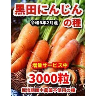 黒田にんじん種【3000粒】★栽培期間中農薬不使用の種・令和6年2月産