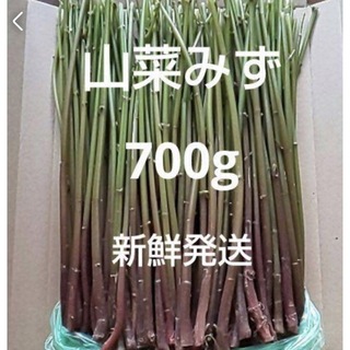 17 山菜　みず　ミズ　700g  新鮮発送(野菜)