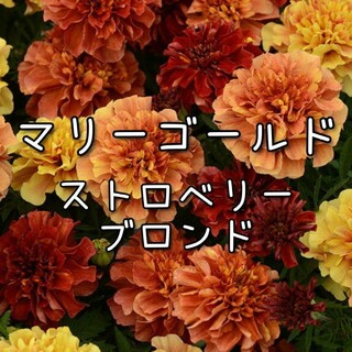 【ストロベリーブロンドのタネ】20粒 種子 種 マリーゴールド 花 花壇(その他)
