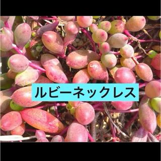 多肉植物　カット苗 ルビーネックレスセット 10cm×4本 赤紫色に紅葉中