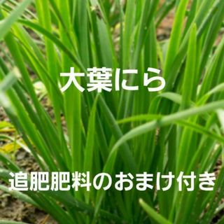 大葉にら　苗5本　追肥肥料のおまけ付き　無農薬栽培