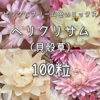【ヘリクリサムのタネ】ピンク&クリーム100粒 種子 種 貝殻草  切り花にも