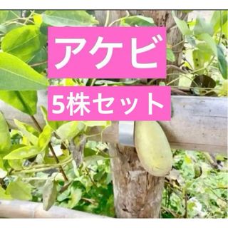 アケビ　赤ちゃん苗　抜き苗5株セット(プランター)