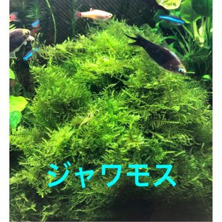 ジャワモス 無農薬 シュリンプ 熱帯魚(アクアリウム)