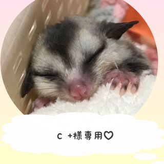 専用です。(小動物)