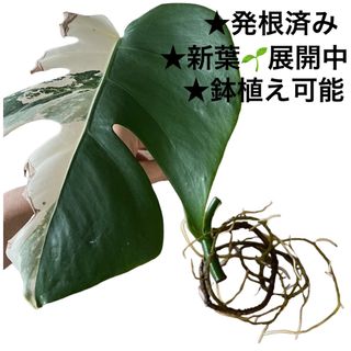 B 斑入りモンステラ　カット茎　苗　ボルシギアナ　鉢植え　発根済　初心者　植物(その他)