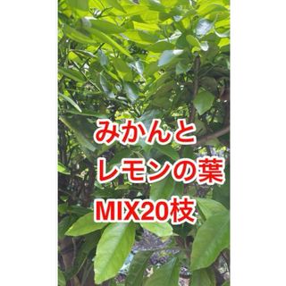 あげは蝶幼虫の餌　農薬不使用　柑橘類若葉の葉枝切り20本(その他)