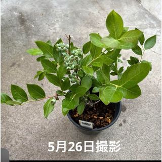 庭木　低木　花壇　ガーデニング　プランター　果実　ブルーベリー　デューク(プランター)