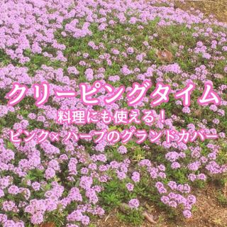 【ハーブの種】クリーピングタイム 花の種子 300粒以上！宿根草グランドカバー