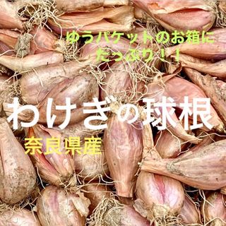 わけぎ球根　自慢のお野菜　奈良県産　無農薬　ゆうパケットにたっぷり(*^^*)♪