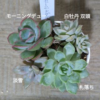 e. 多肉植物　抜き苗　小苗４種セット(その他)