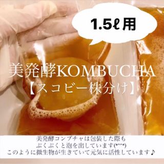 1.5リットル作成用　コンブチャ　マザー菌株　スコビー株分け(ダイエット食品)