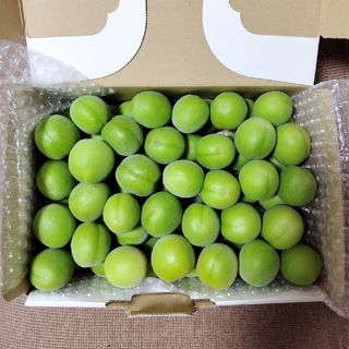 青梅　大玉　美品　無農薬　正味1.5kg　5/27採れたて(フルーツ)