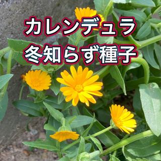 【カレンデュラ冬知らず】種子(その他)