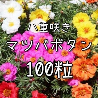 【松葉牡丹のタネ】100粒 種子 種 マツバボタン 花 花壇(その他)