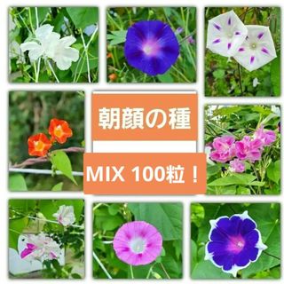 【100粒以上！】朝顔の種 ミックス(その他)