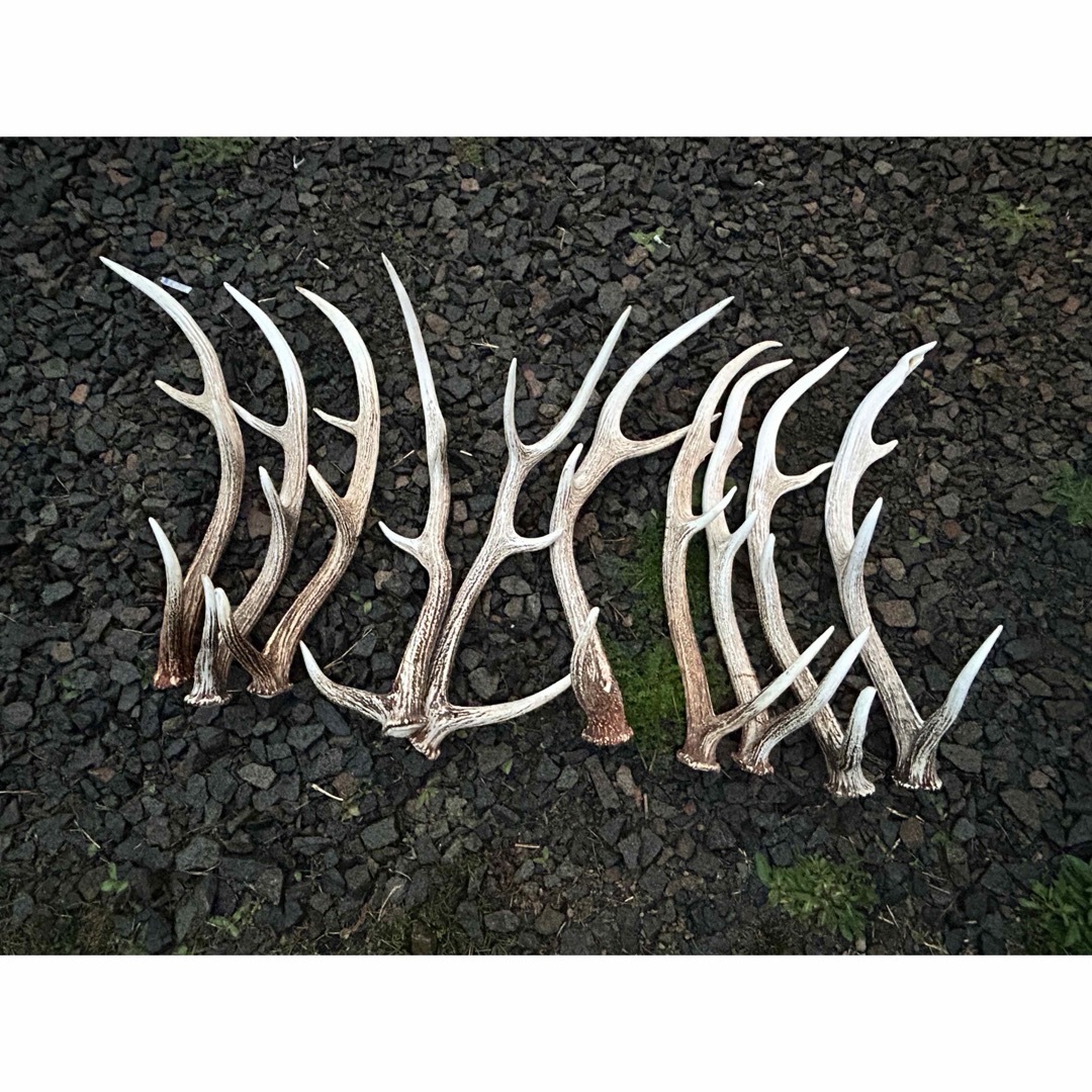 鹿の角(北海道エゾシカ)10本セット 鹿の角(北海道エゾシカ)10本セット