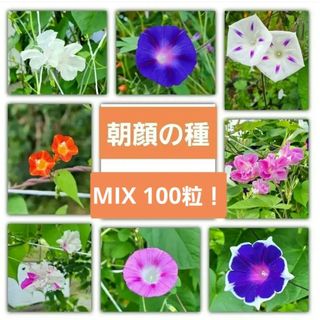 【100粒以上！】朝顔の種 ミックス(その他)