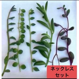 多肉植物　カット苗 ネックレスセット5点