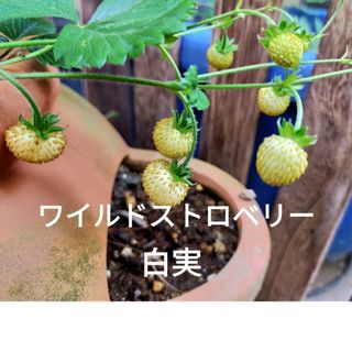 ワイルドストロベリー　白実　無農薬 2本(プランター)