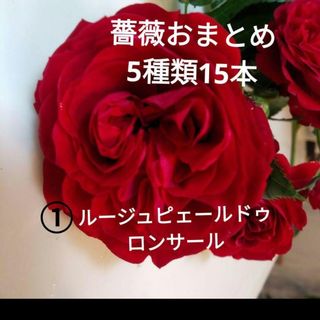 薔薇お得》人気の薔薇　5種類3本ずつ　挿し穂15本　ネコボス発送(プランター)