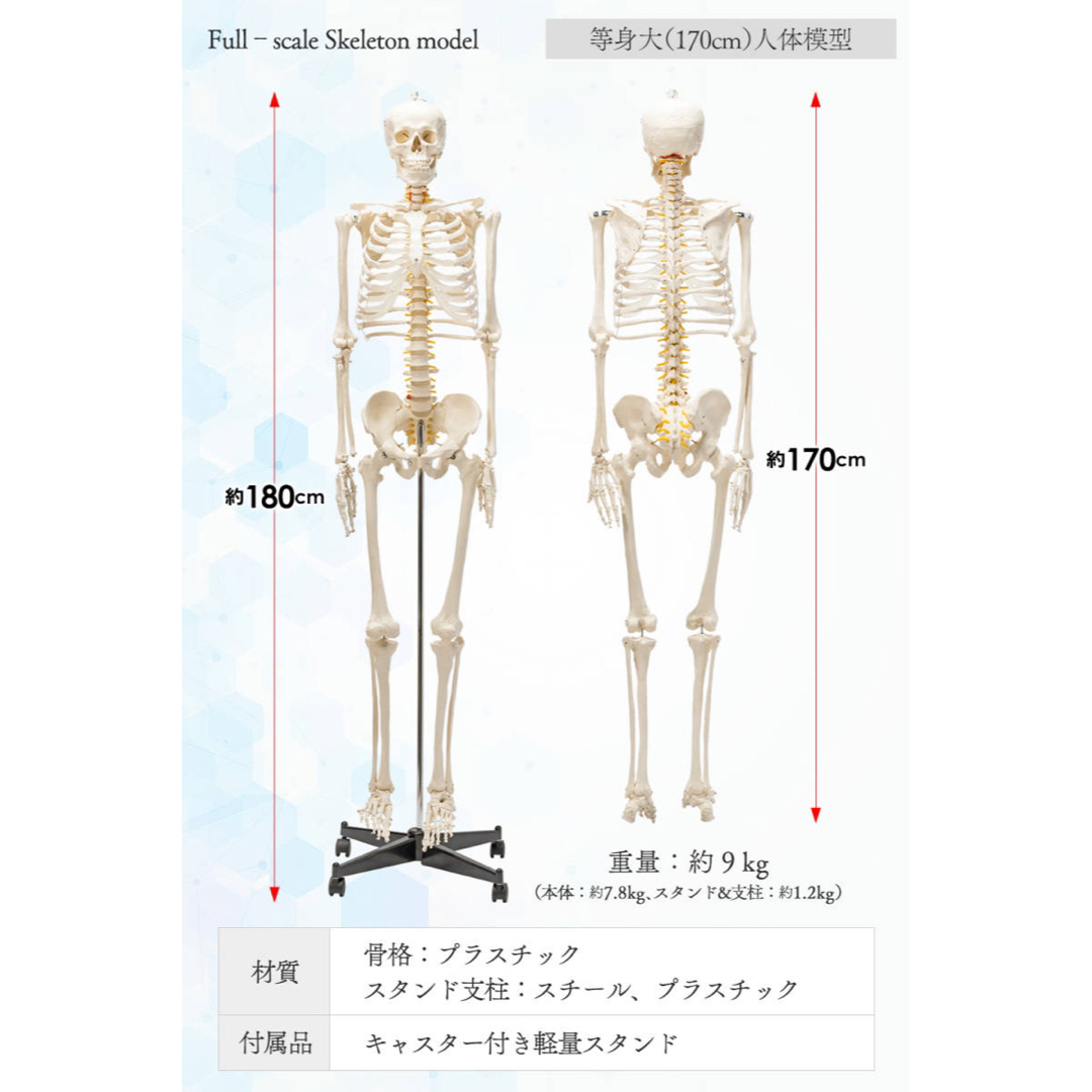 等身大 人体模型 170cm 神経根有り 全身骨格模型 骨格標本 の 等身大 人体模型 170cm 神経根有り 全身骨格模型 骨格標本 の