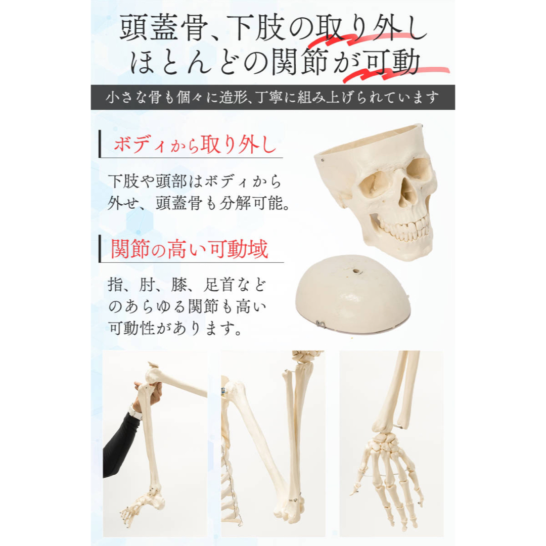 等身大 人体模型 170cm 神経根有り 全身骨格模型 骨格標本 等身大 人体模型 170cm 神経根有り 全身骨格模型 骨格標本