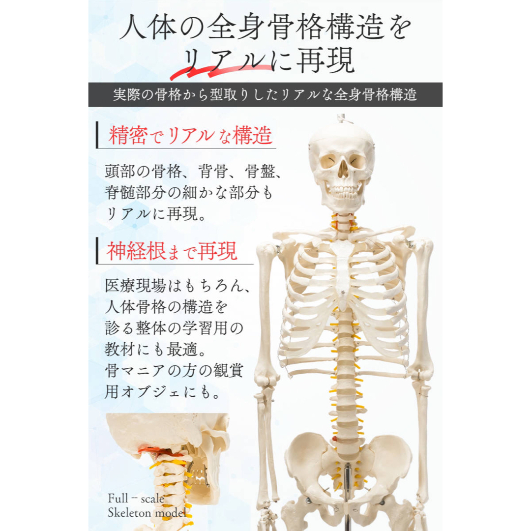 Amazon.co.jp: 【国際規格認証品】等身大 人体模型 170cm 神経根