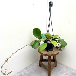 ホヤ　オボバタ【現品】☆希少☆ 観葉植物　ハンギング(その他)