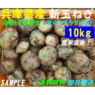 【兵庫県産】新玉ねぎ　10kg　農家直送　早生　サラダ玉葱　朝採り　新鮮　名産(野菜)