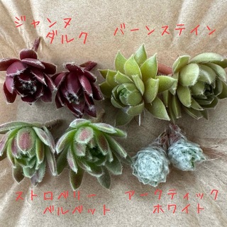 多肉植物　センペルビウム♡ プチ詰め合わせセット(その他)