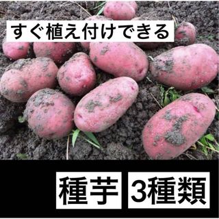 じゃがいも 種芋　レッドムーン　ゴールドスター長崎　メークイン　種苗　無化学肥料(野菜)