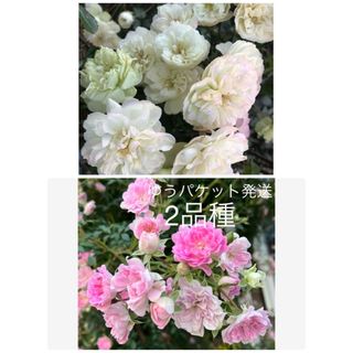 きのこPうさぎ　2品種　抜き苗ミニ薔薇グリーンアイス/つる薔薇夢乙女　ゆうパケ送(その他)