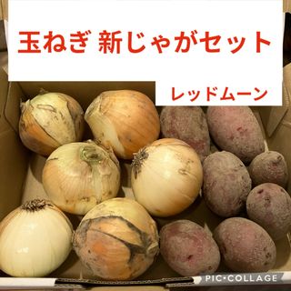 玉ねぎ　レッドムーン　お野菜セット(野菜)