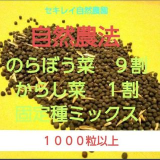 自然農法　のらぼう菜&レッドマスタード（からし菜）の固定種ミックス　１０００粒以(野菜)