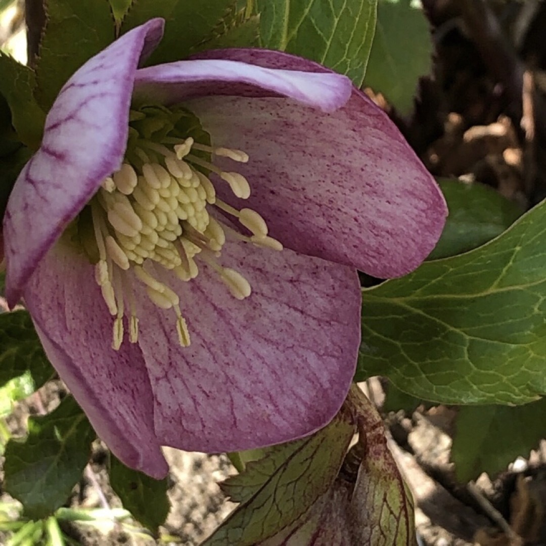 クリスマスローズ 超超多弁 紫 2粒 種 植物 広瀬園芸 花 宿根草 クリスマスローズ 超超多弁 紫 2粒 種 植物 広瀬園芸 花 宿根草
