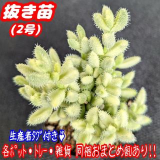 レア♪【抜き苗】雷童錦 ライドウ錦 デロスペルマ 多肉植物プラ鉢プレステラ(その他)