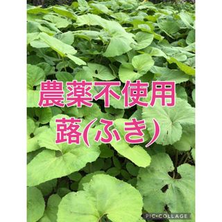 完全無農薬 蕗(ふき) ネコポス満タン