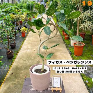 癒しの観葉植物、フィカス・ベンガレンシス・１１４センチ 19・個性的な樹形が魅力(プランター)